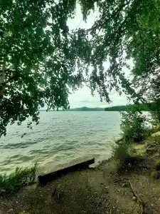Лесная поляна - 41
