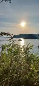 Смородина - 64