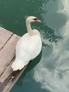 Главрыба - 56