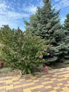 Виста - 7