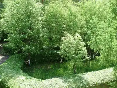 Бараба - 11