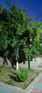 Отдых в домике на берегу моря ве - 6
