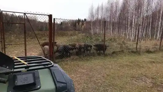 Сечуга - 23