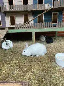 Капитанский Остров 57 - 74