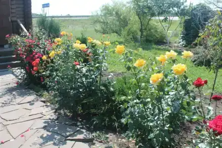Роза ветров - 19