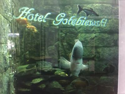 Gołębiewski Białystok - 12