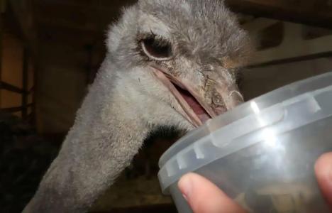 Мурманская страусиная ферма - 49