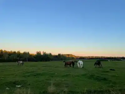 Паллада пастораль - 17