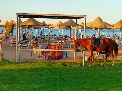 Sunrise Mamlouk Palace Resort - 81