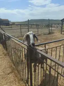 Страусиная ферма Экзотик - 38