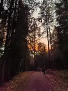 Неясыть - 26