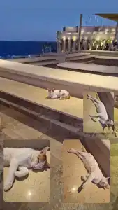 Albatros Citadel Resort - 28