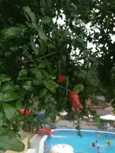 Уют на Таллинской - 48