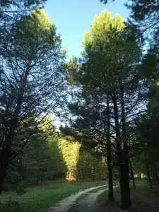 Пчелинцево - 78