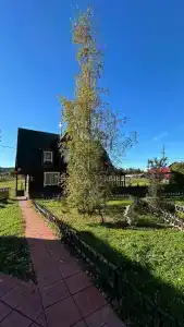 Микли-Ольгино - 86