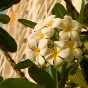 The Leela Palace Chennai - 7