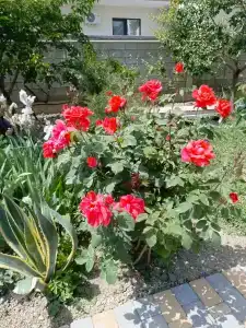 Green House - 17