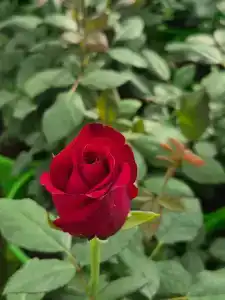 Кулаково - 91