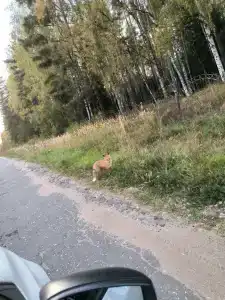Сосновый берег - 66