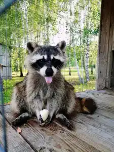 Мультиферма - 16