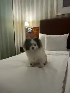 Palace Bridge Hotel - 28