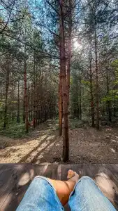 Сосны. Пространствие - 7