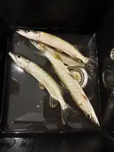 Релакс на Ладоге - 79