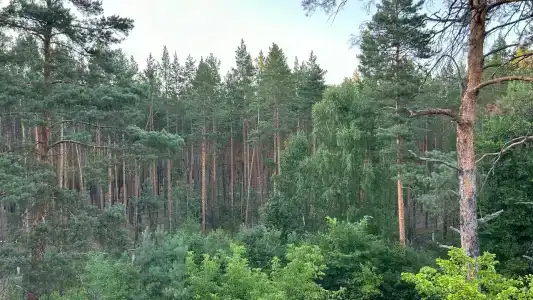 Сура - 7