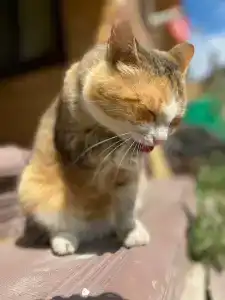 Богослово - 46