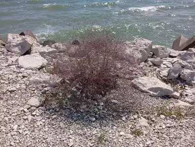 Атлант Экзотик - 76