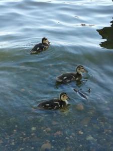 Хуторок у Сан Саныча - 29