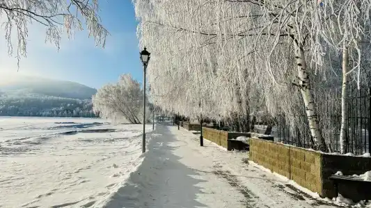 Березки - 12