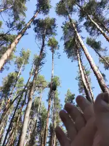 Борок - 57