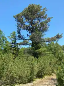 Хакусы - 28