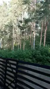 Воронье гнездо - 7
