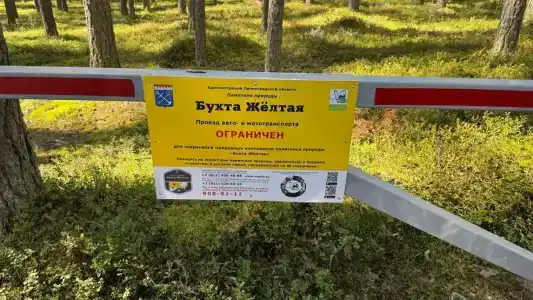 Бухта желтая - 51