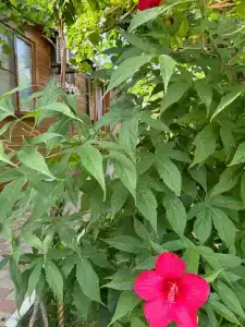 Солнечный Остров - 45