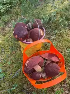 Коккосалма - 54