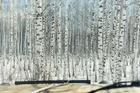 Охотничья заимка - 21