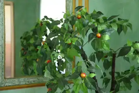 Викторис - 34