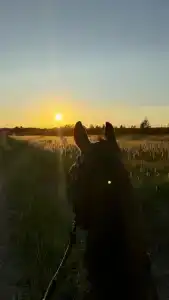 Бородино - 68