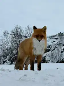 Cedar Grass Териберка - 23