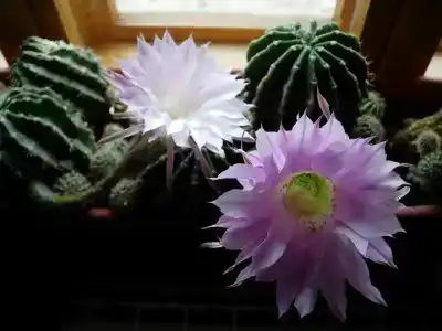 Александровский - 25