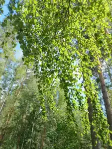 Чёрное озеро - 6
