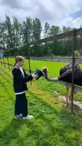 Львиный страус - 37