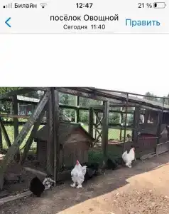 Львиный страус - 42