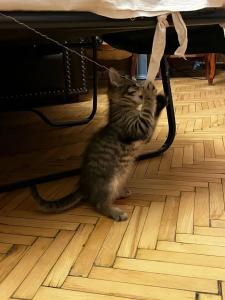 Корюшка Пошла - 57