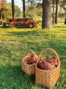 Челмужская усадьба - 57