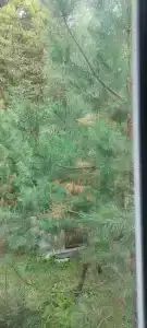 Лесная поляна - 54