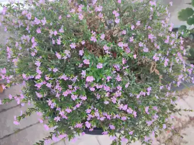 Белый парус - 57